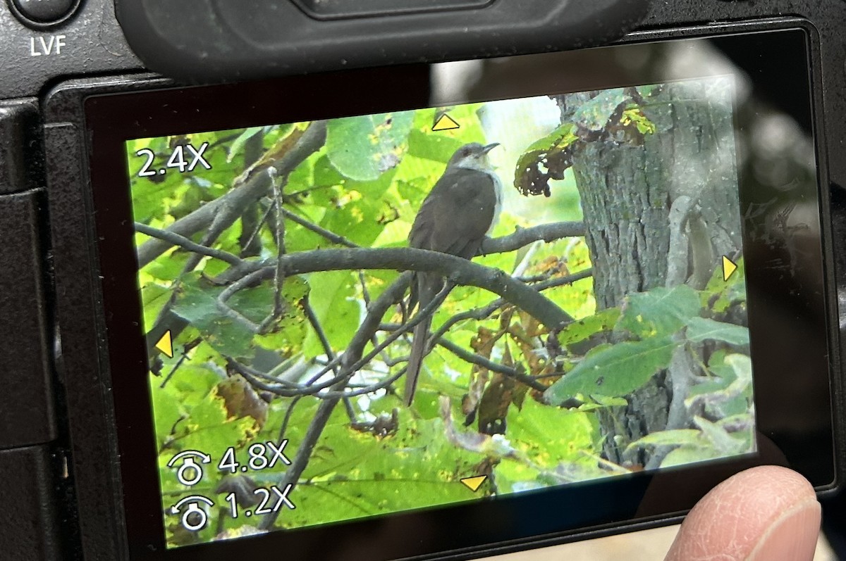 Black-billed Cuckoo - ML641813054