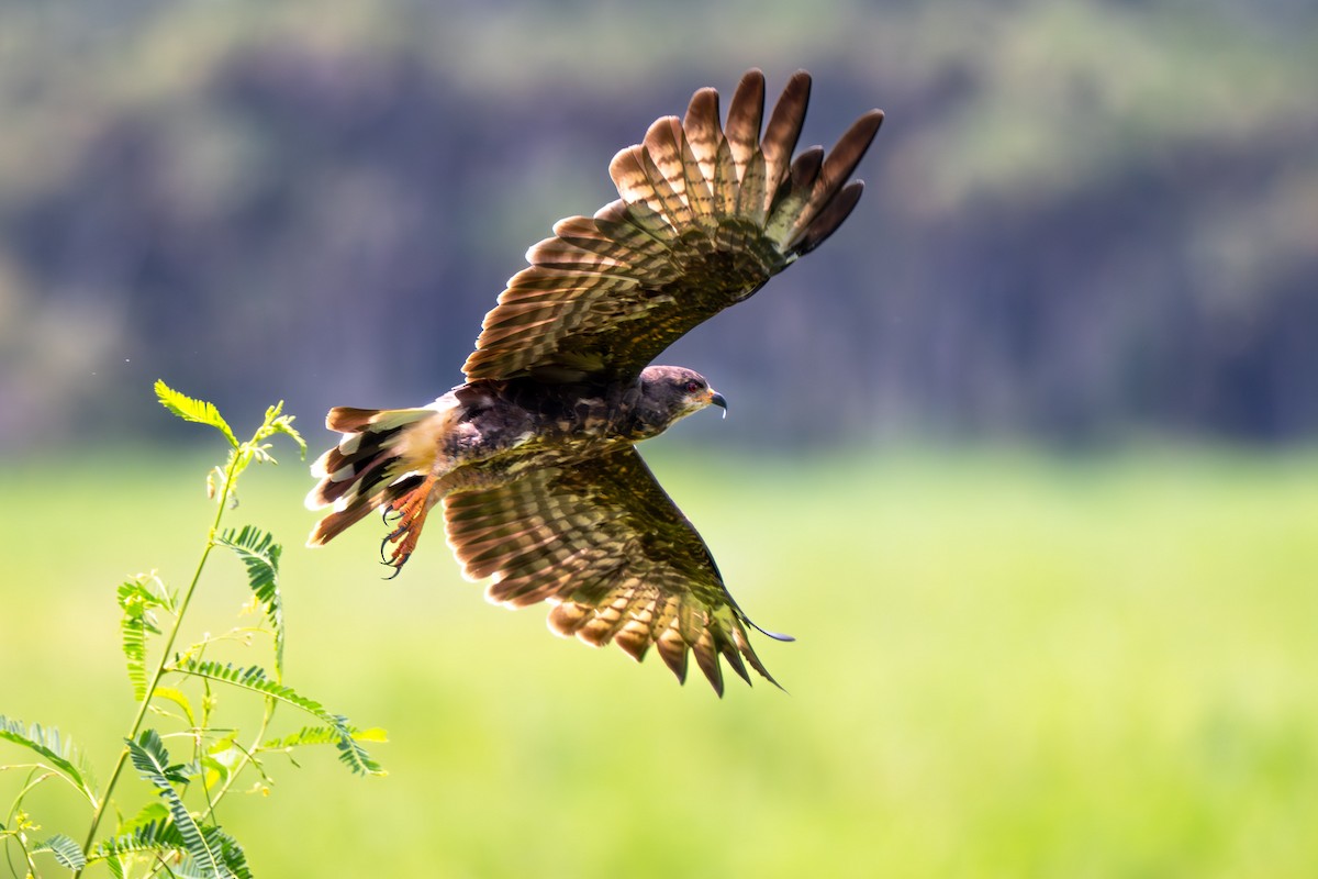 Snail Kite - ML641813061