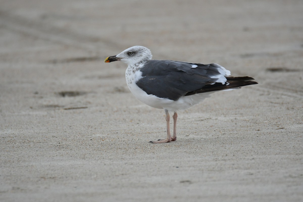 Lesser Black-backed Gull - ML641813079