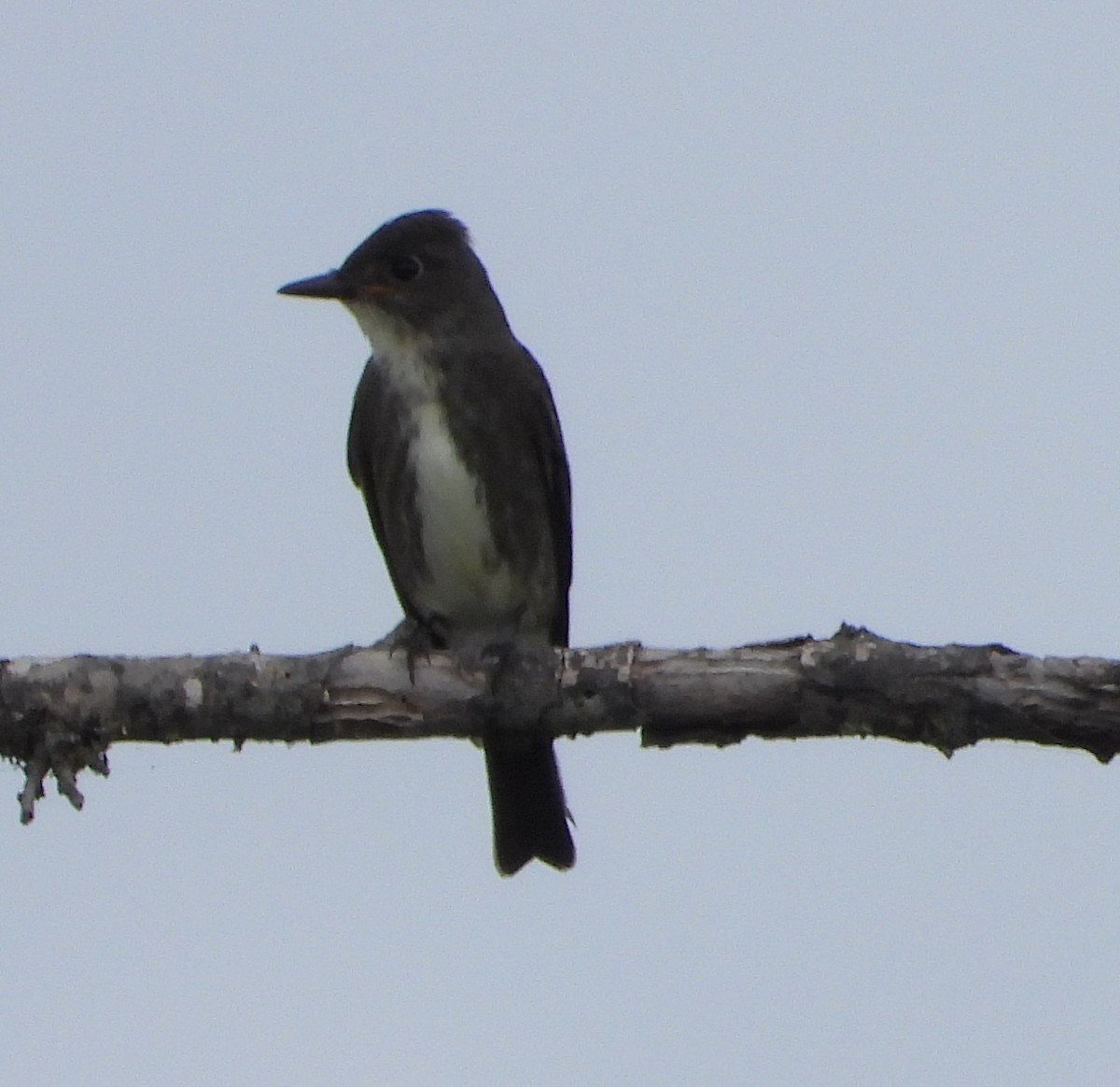 Olive-sided Flycatcher - ML641813087