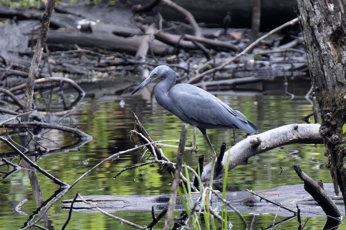 Little Blue Heron - ML641813092