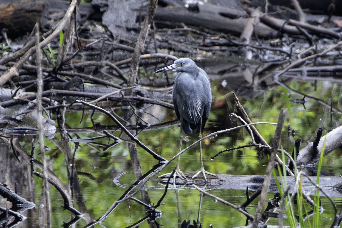 Little Blue Heron - ML641813098