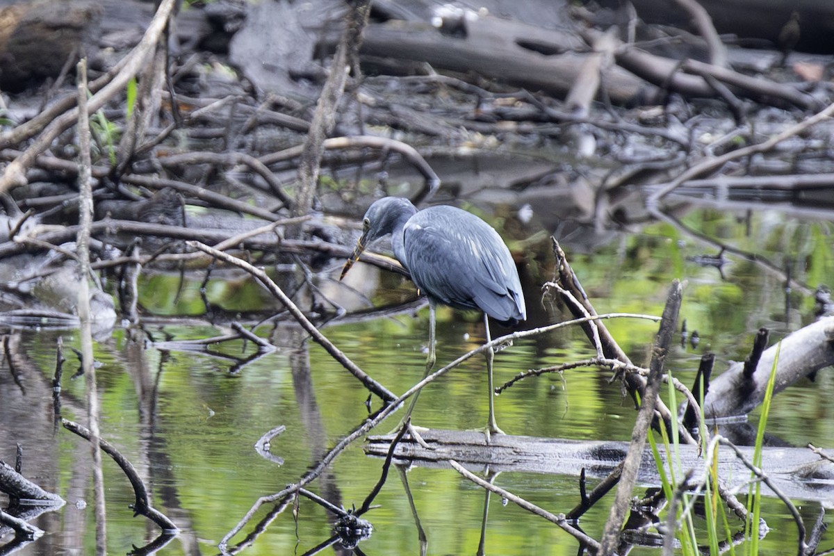 Little Blue Heron - ML641813105
