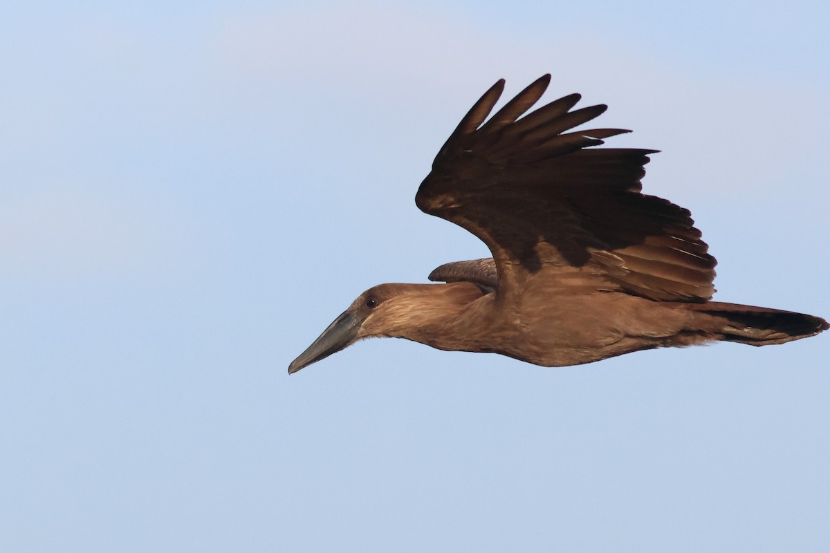 Hamerkop - ML641813106