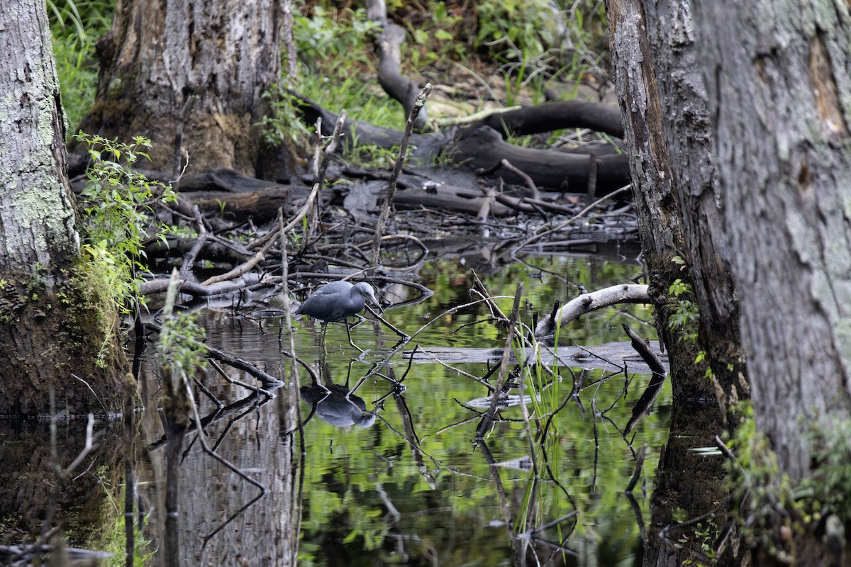 Little Blue Heron - ML641813107