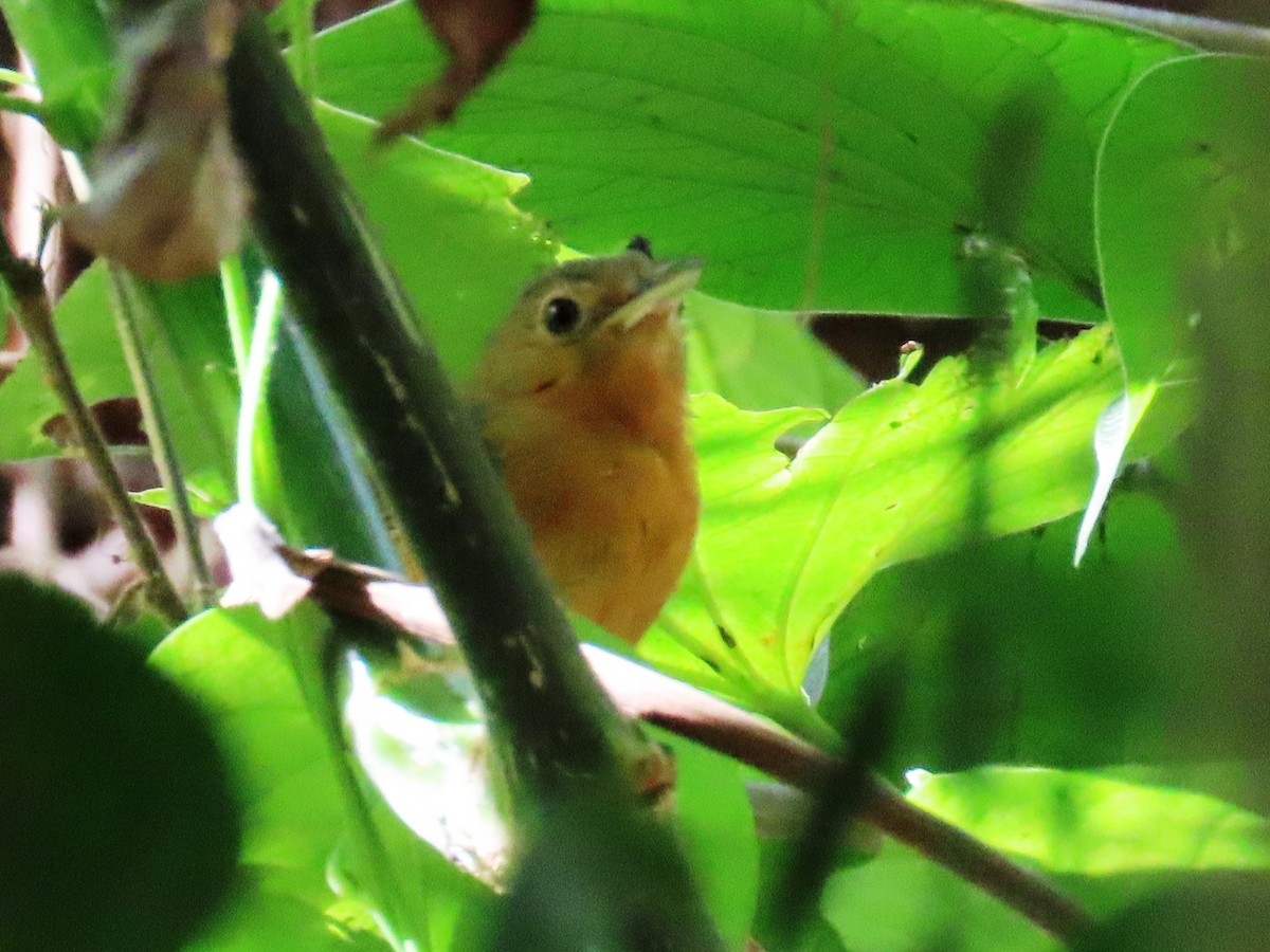 Dusky Antbird - ML641813132