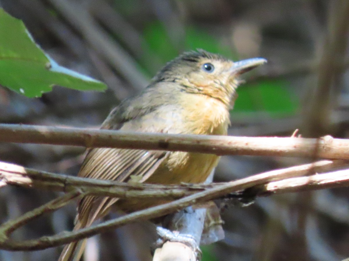 Dusky Antbird - ML641813133