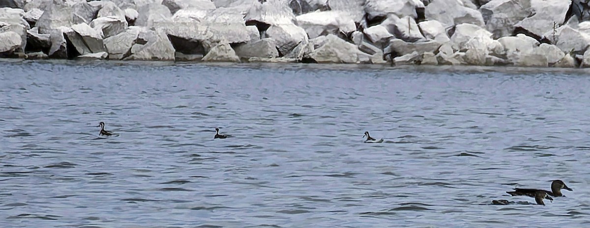 Red-necked Phalarope - ML641813141