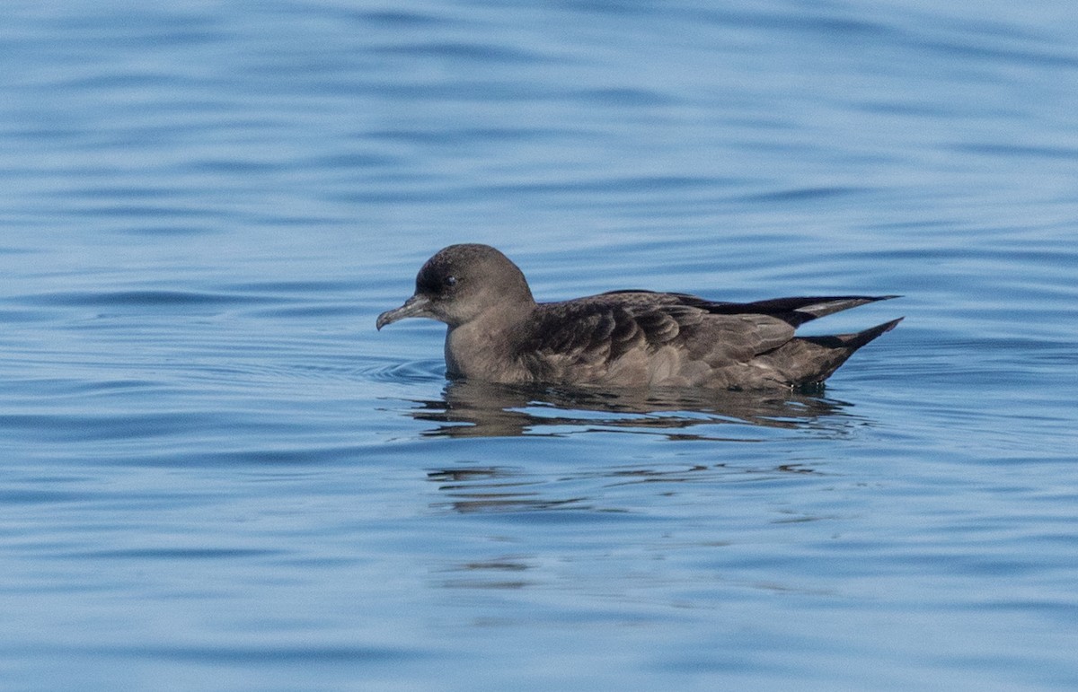 Short-tailed Shearwater - ML641813159