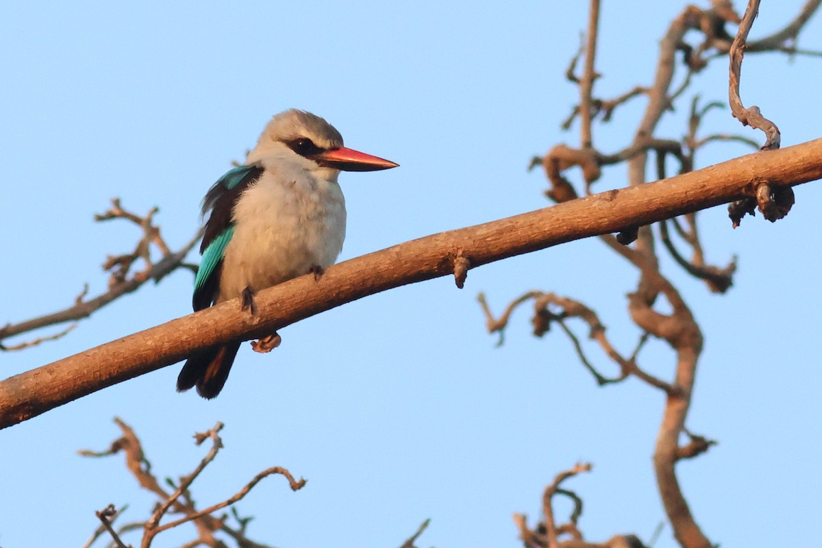 Woodland Kingfisher - ML641813167