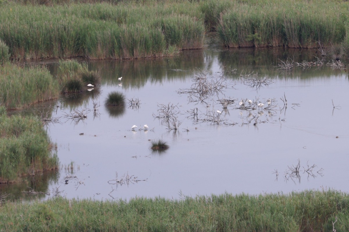 Eurasian Spoonbill - ML641813174