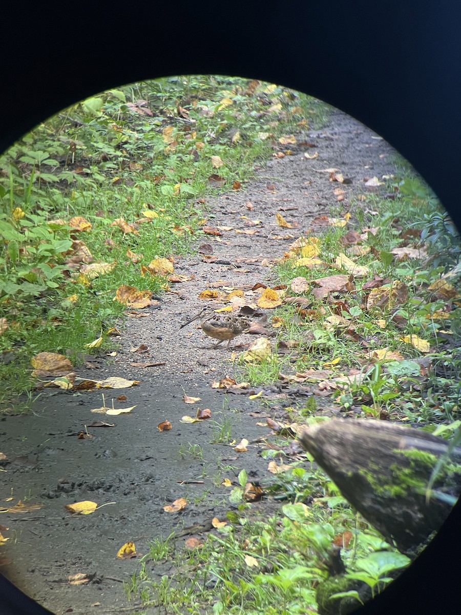 American Woodcock - ML641813186