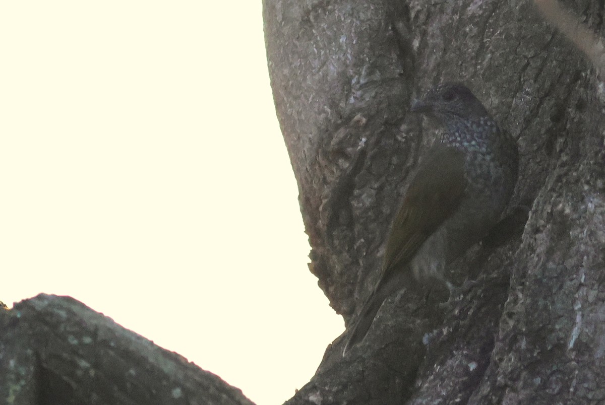 Scaly-throated Honeyguide - ML641813203