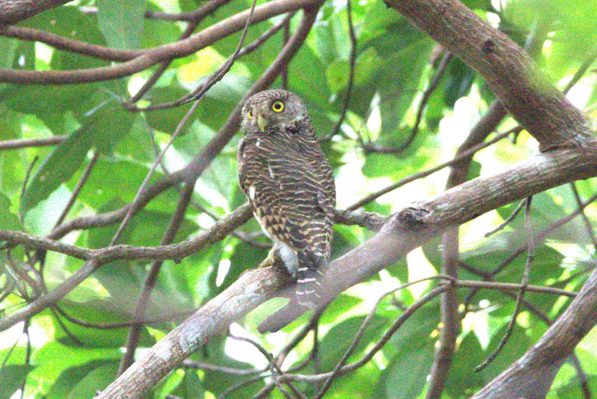 Asian Barred Owlet - ML641813213