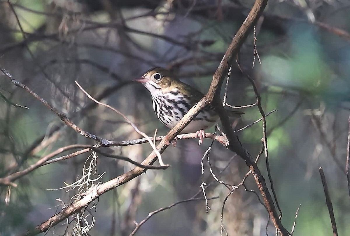 カマドムシクイ - ML641813214