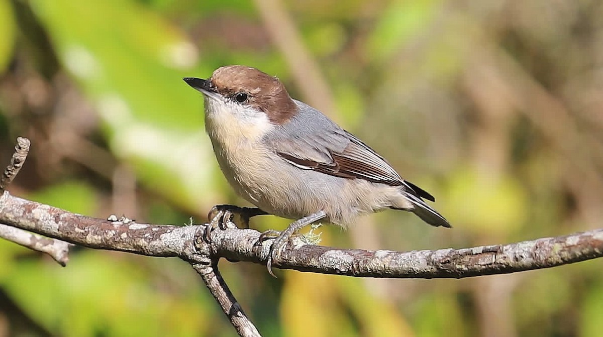 Brown-headed Nuthatch - ML641813233