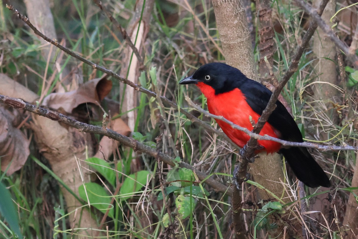 Black-headed Gonolek - ML641813240