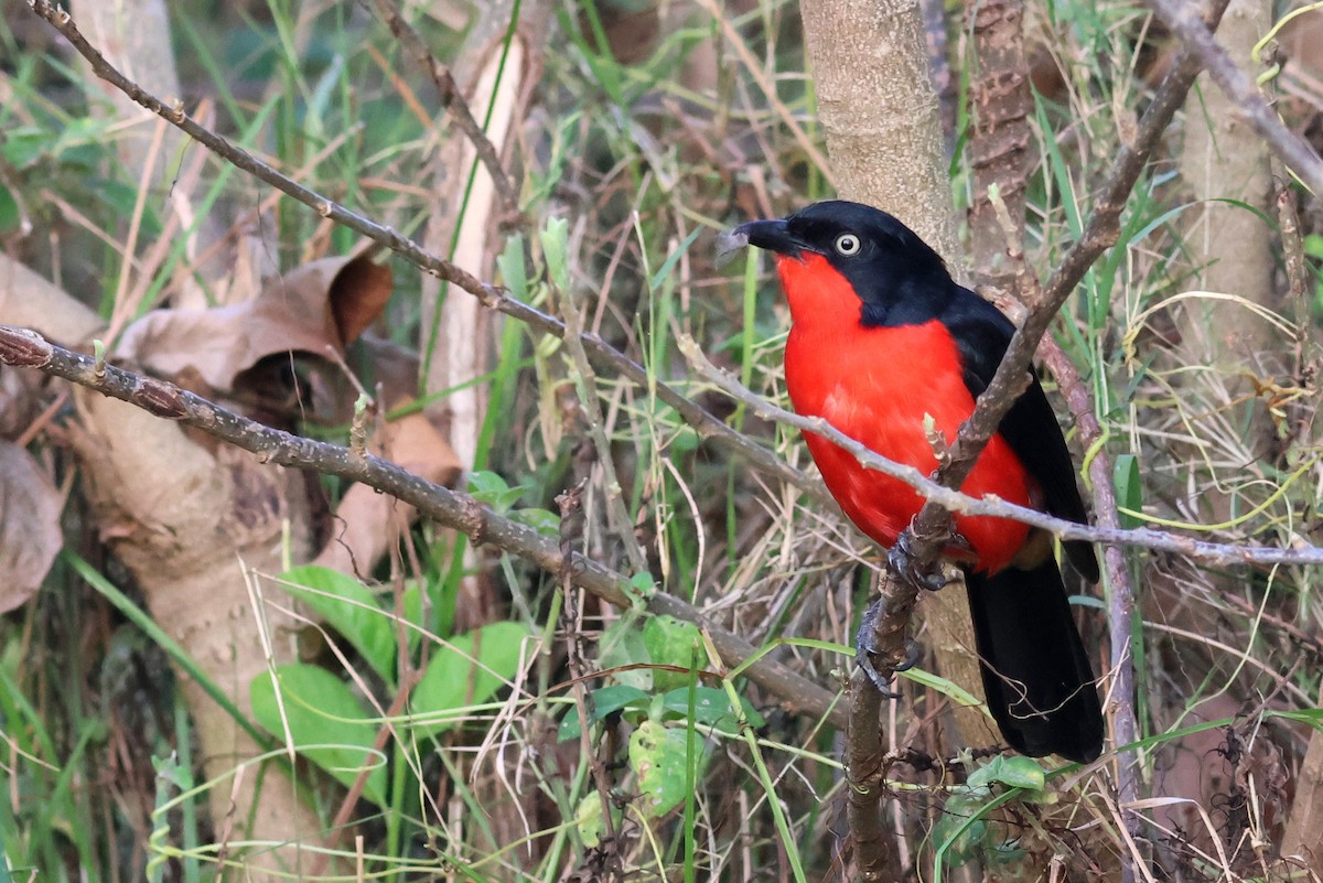 Black-headed Gonolek - ML641813241