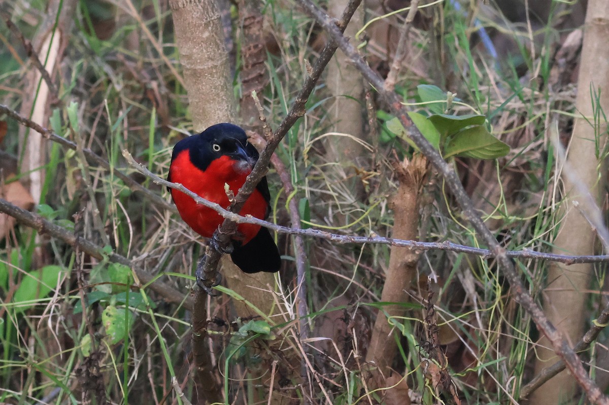 Black-headed Gonolek - ML641813242