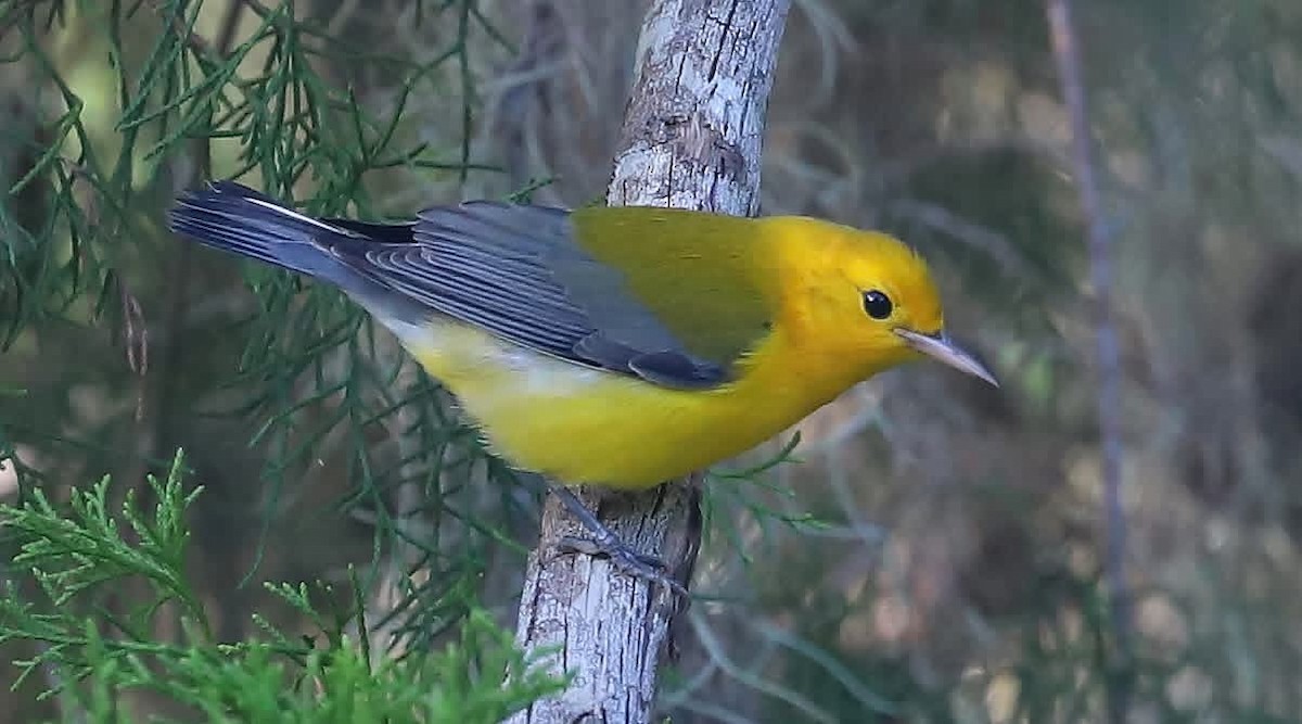 Prothonotary Warbler - ML641813249