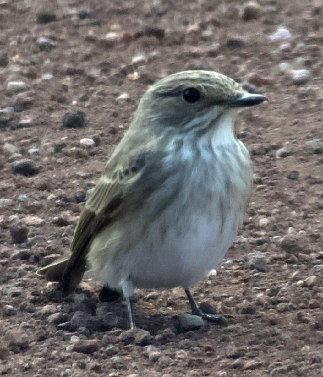 Spotted Flycatcher - ML641813259