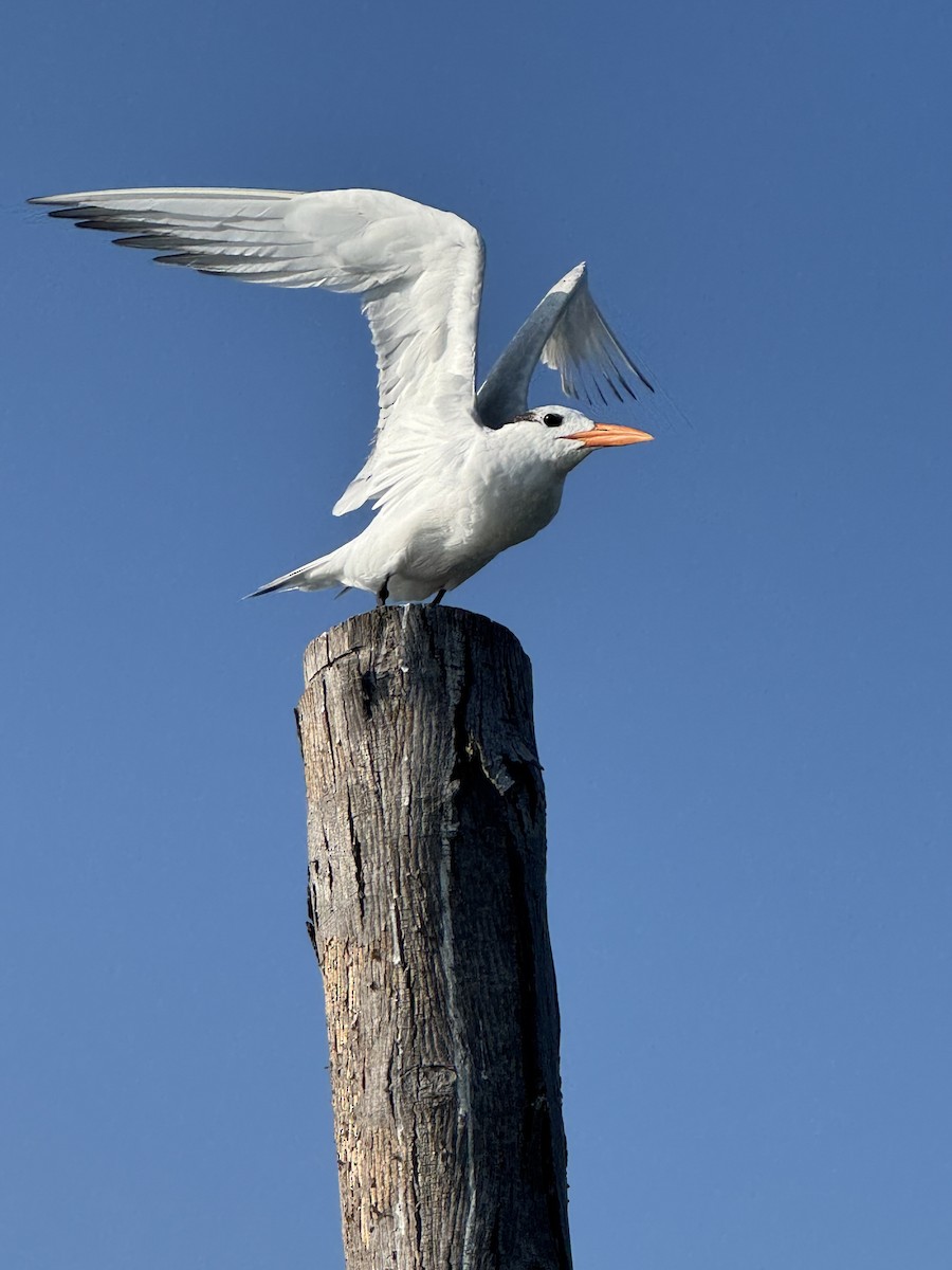 Royal Tern - ML641813263