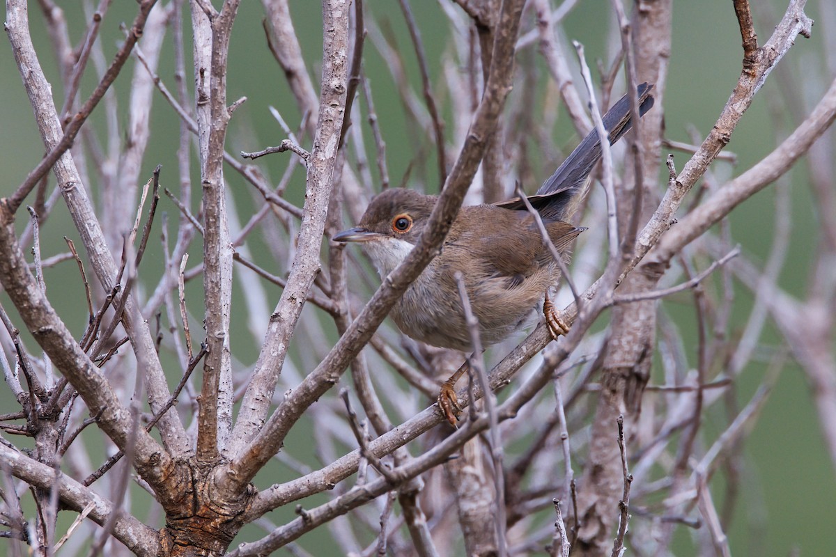 Sardinian Warbler - ML641813266