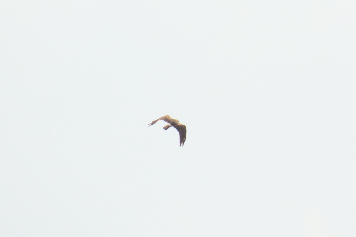 Northern Harrier - ML641813268