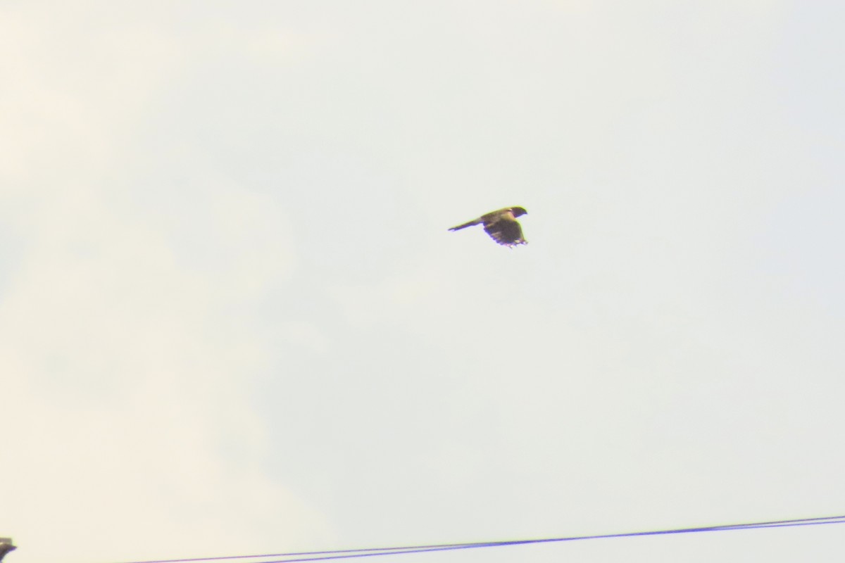 Northern Harrier - ML641813269