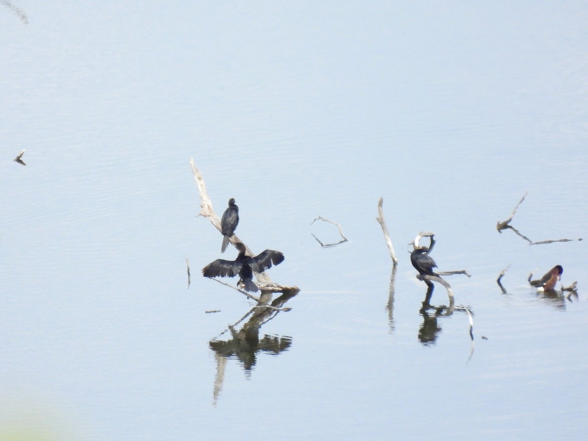 Pygmy Cormorant - ML641813280