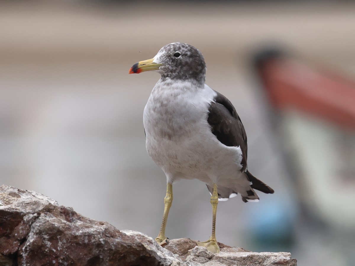 Belcher's Gull - ML641813287