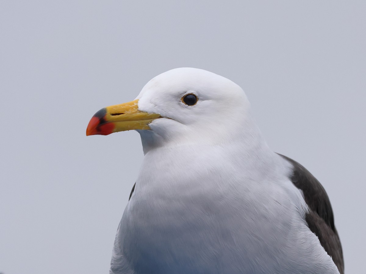 Belcher's Gull - ML641813289