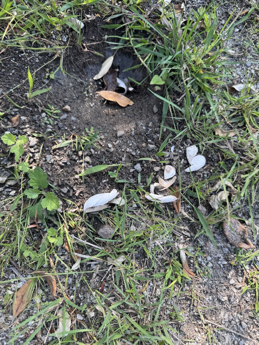 Diamondback Terrapin - ML641813307