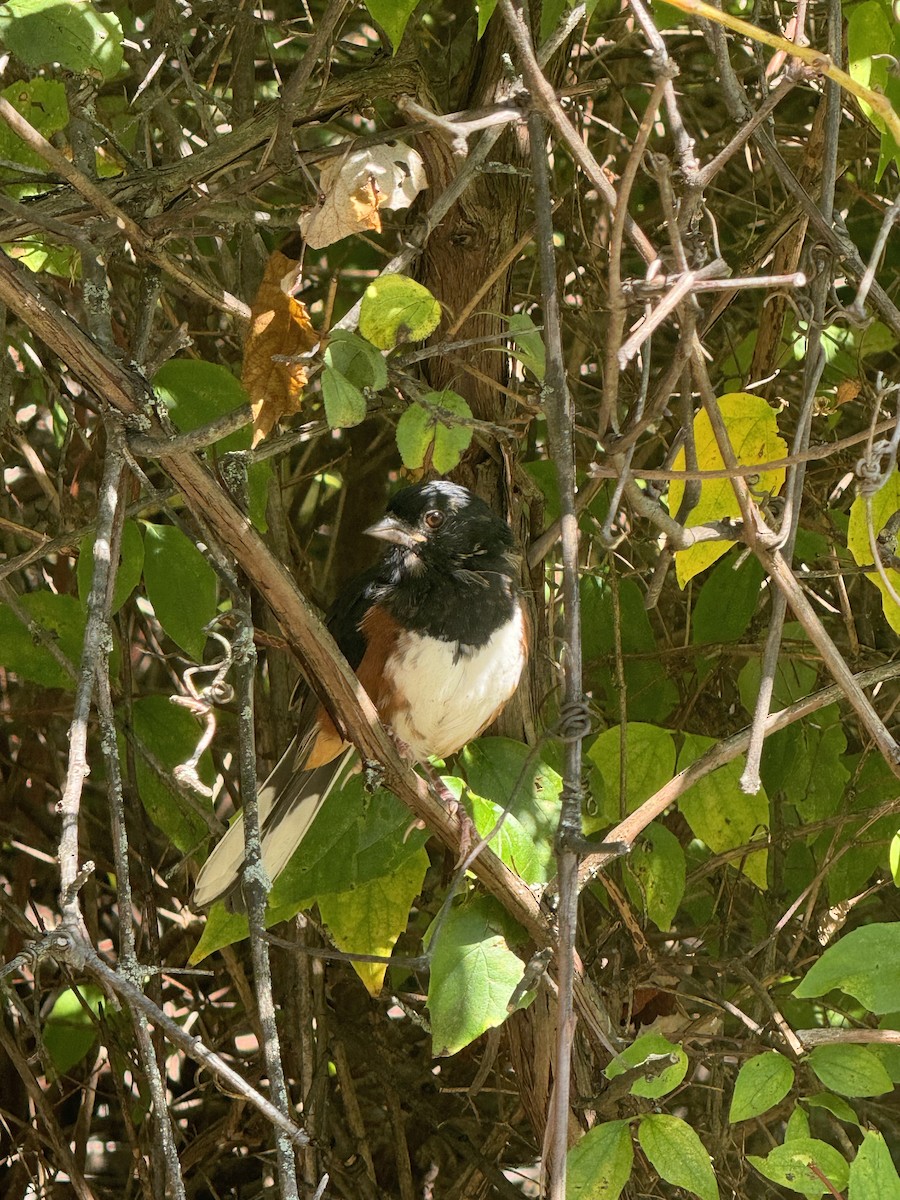 Eastern Towhee - ML641813317