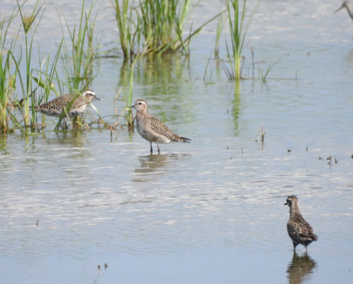 American Golden-Plover - ML641813320