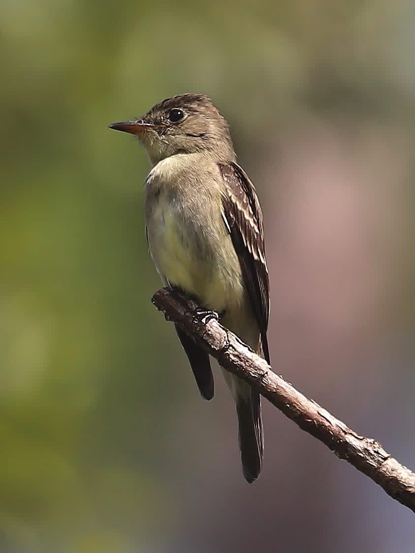 Eastern Wood-Pewee - ML641813324