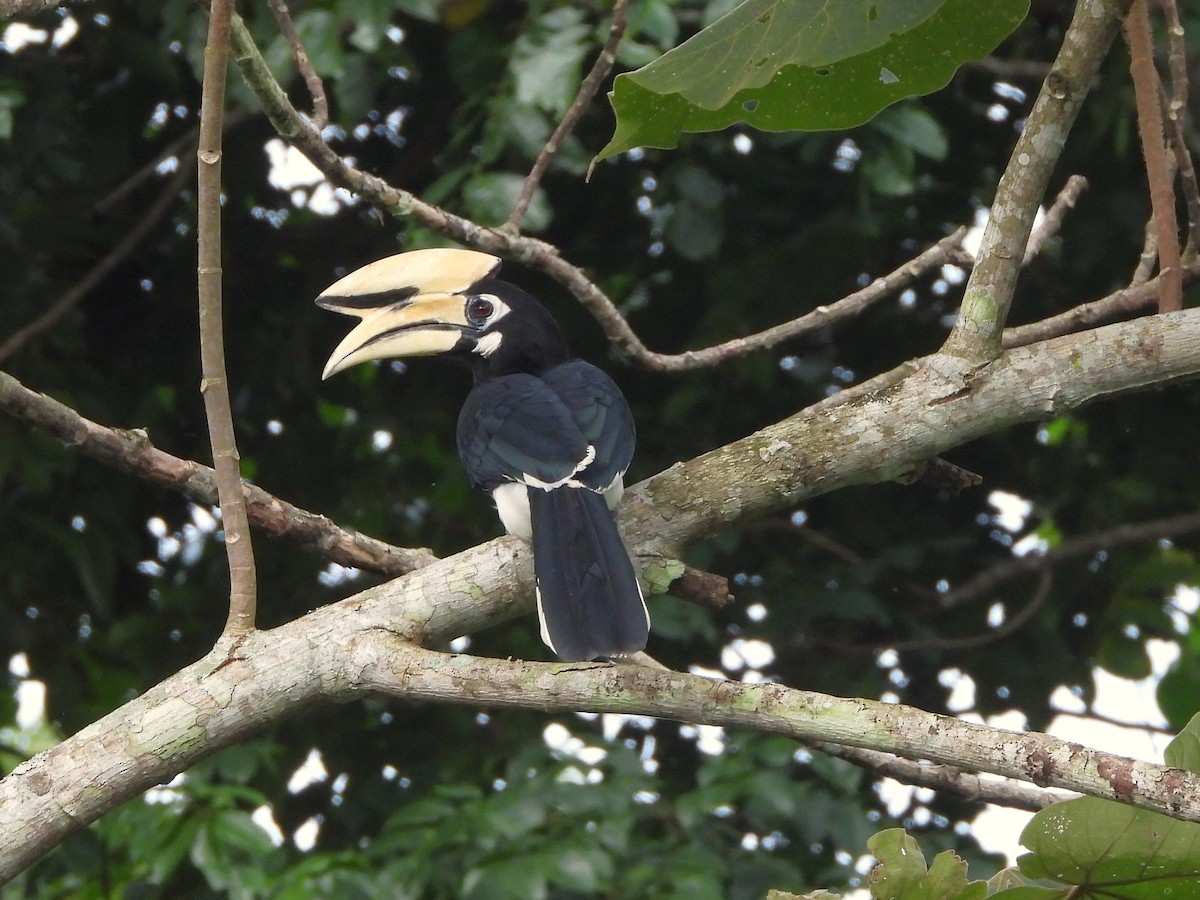 Oriental Pied-Hornbill - ML641813327