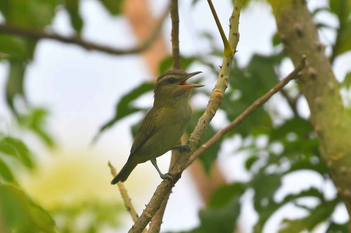 Black-whiskered Vireo - ML641813329