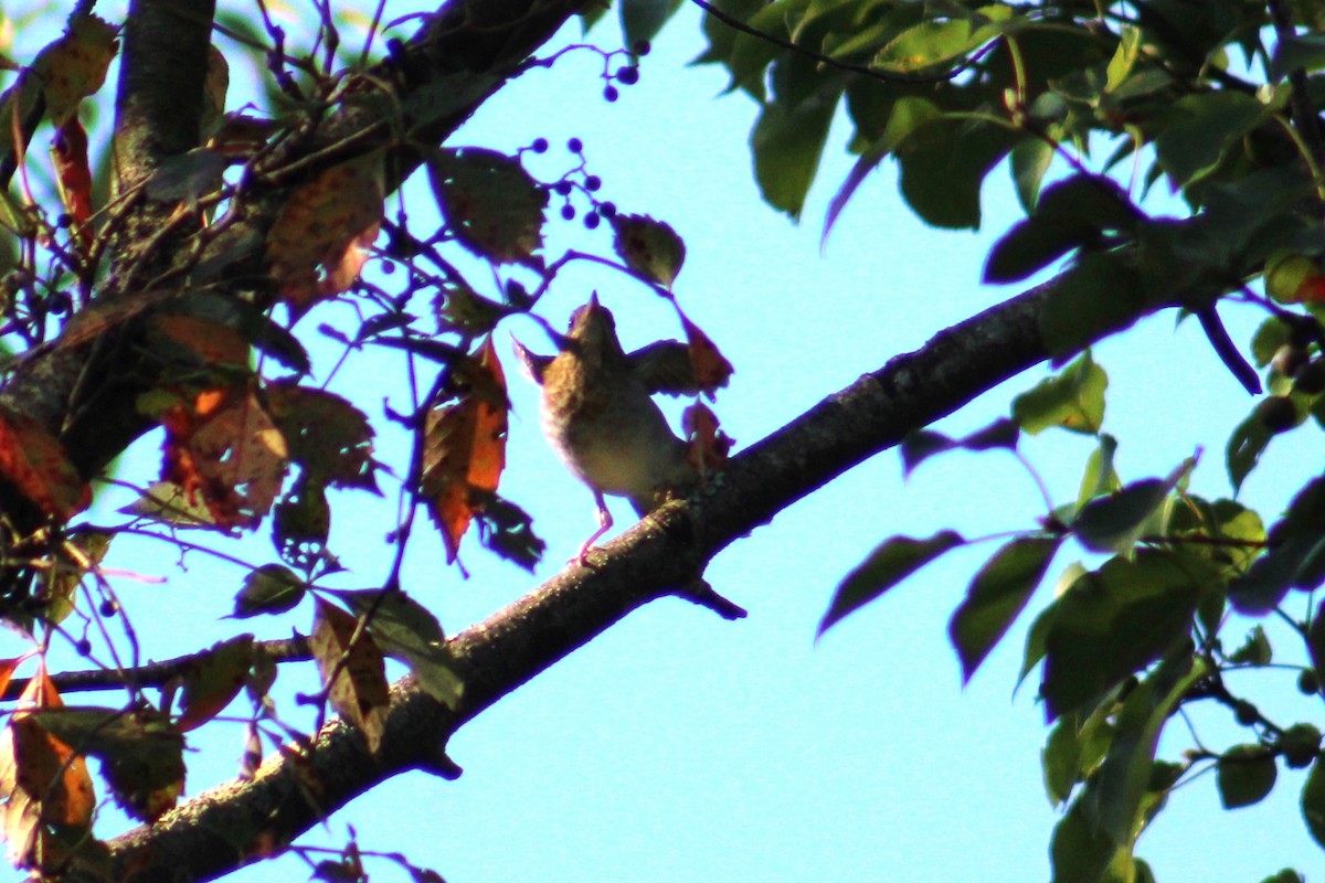 Veery - ML641813364