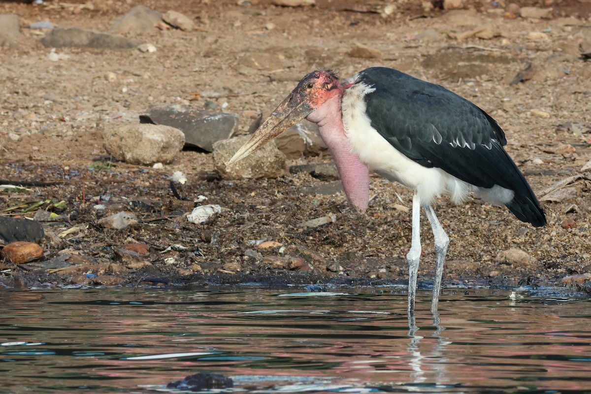 Marabou Stork - ML641813365