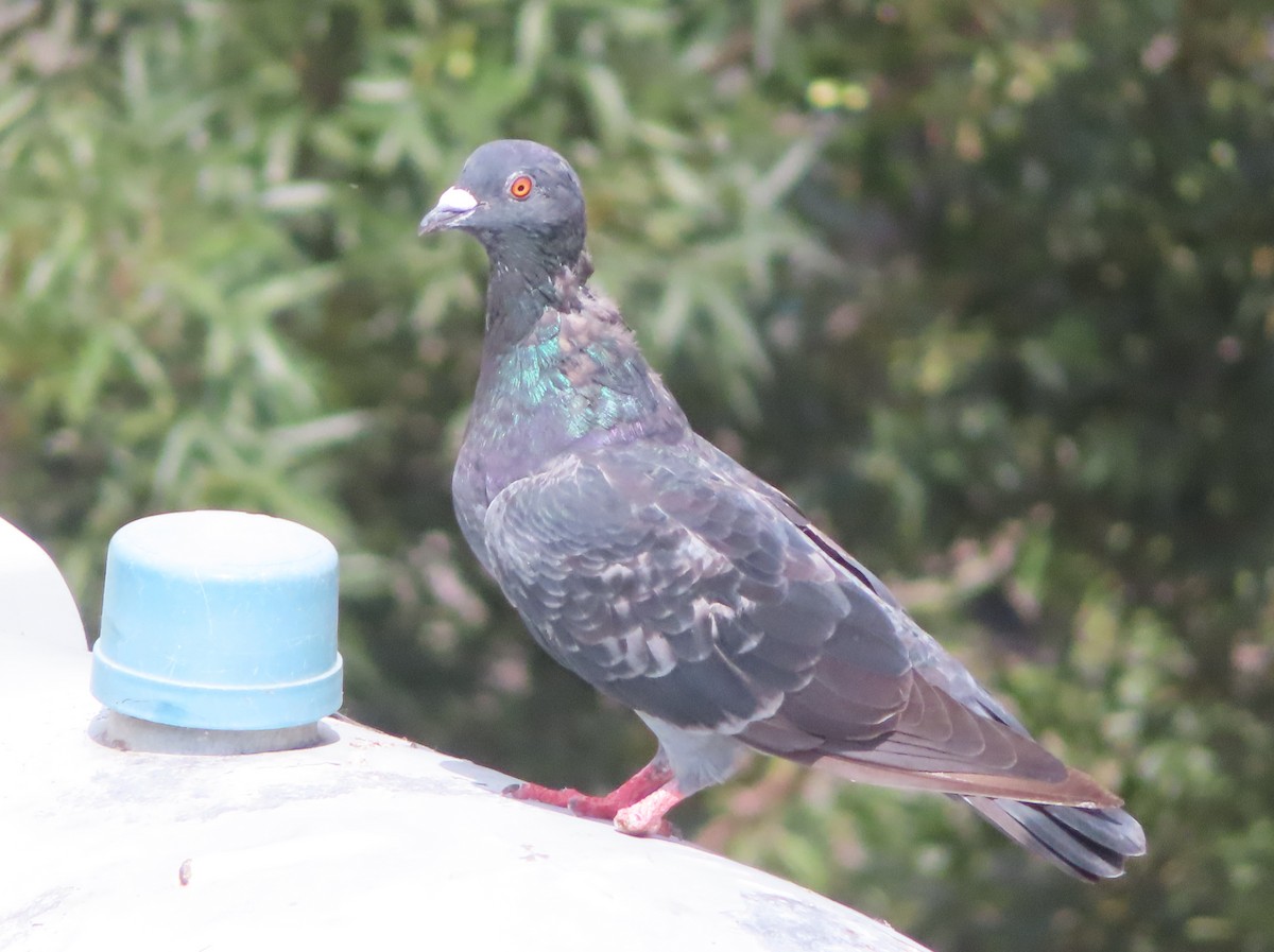 野鴿(野化) - ML641813383