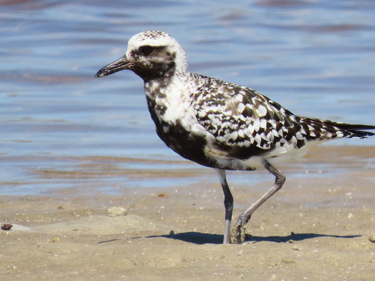 Black-bellied Plover - ML641813384