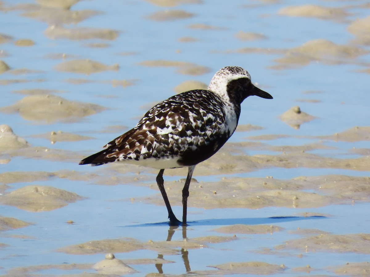 Black-bellied Plover - ML641813385