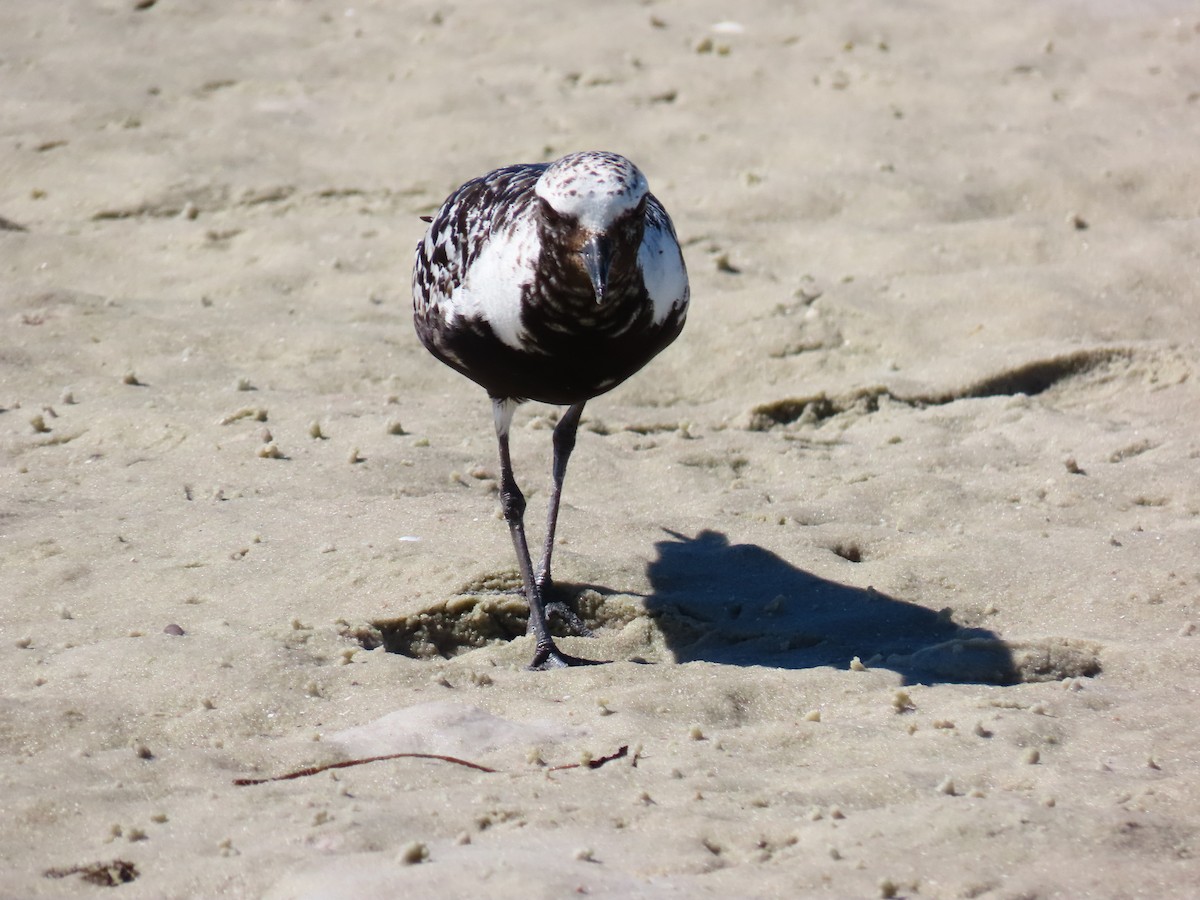 Black-bellied Plover - ML641813386