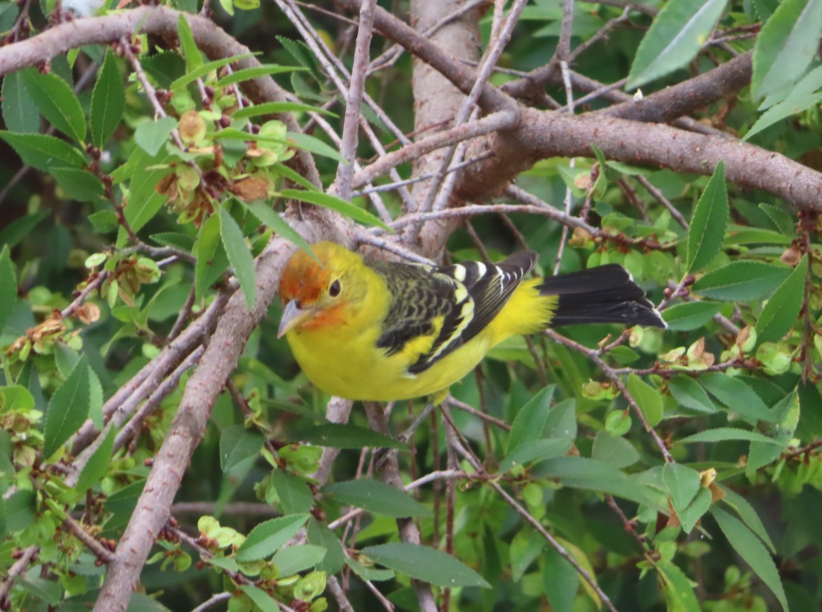 Western Tanager - ML641813391