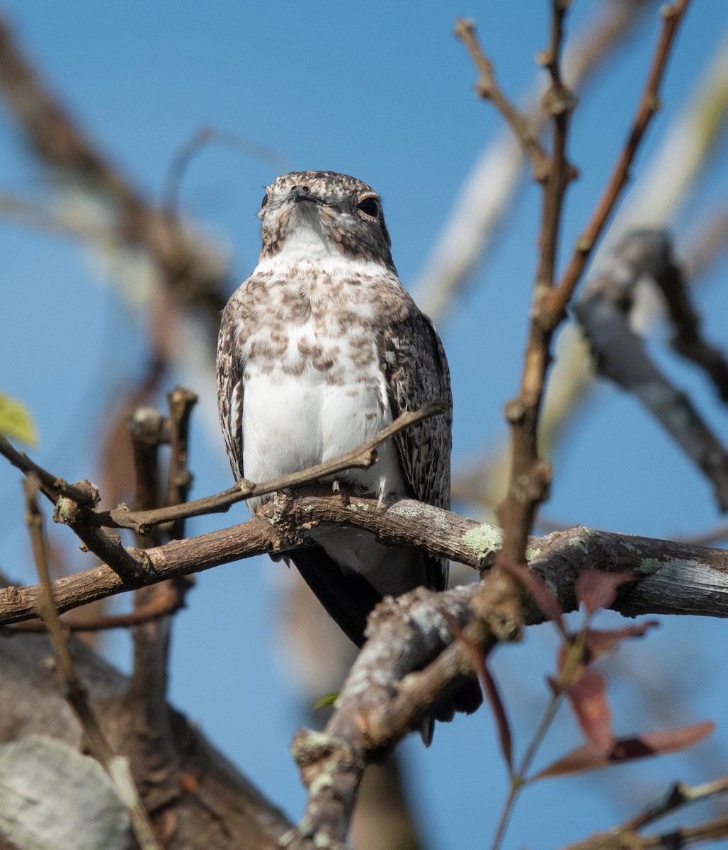 Sand-colored Nighthawk - ML641813392