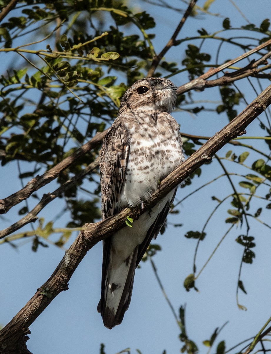 Sand-colored Nighthawk - ML641813393