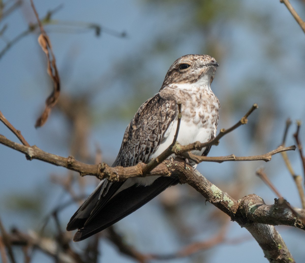 Sand-colored Nighthawk - ML641813394