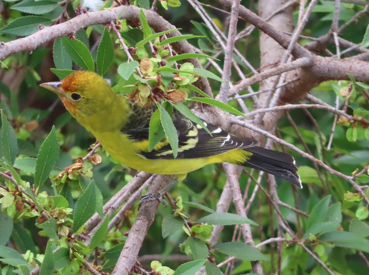 Western Tanager - ML641813396