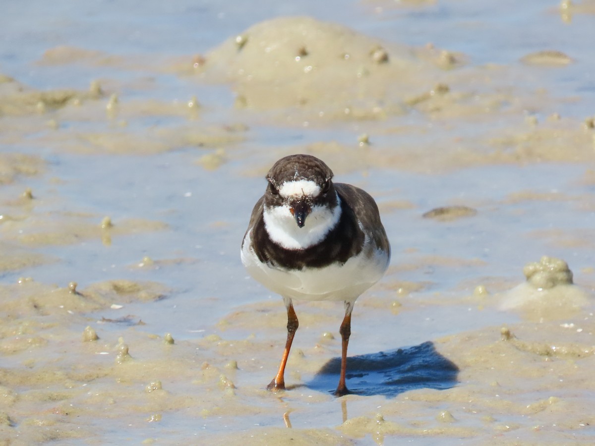 Semipalmated Plover - ML641813402